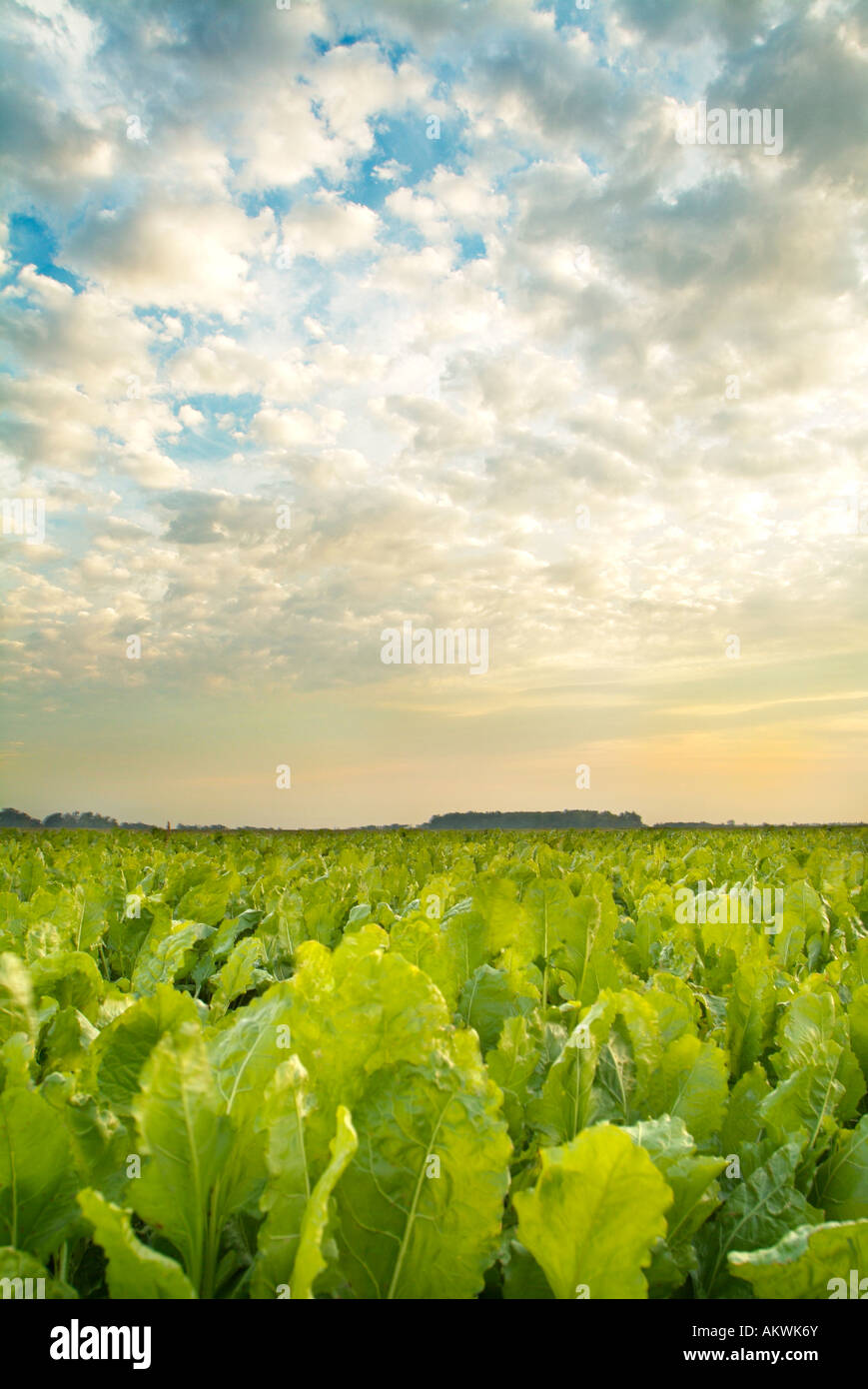 La barbabietola da zucchero campo nella Valle del Fiume Rosso del Minnesota Foto Stock