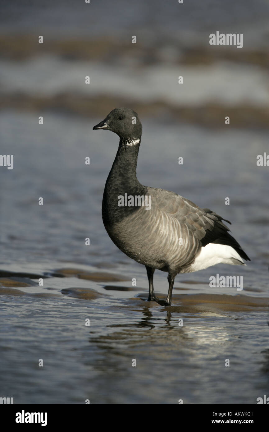 Brent goose Branta bernicla Norfolk inverno Foto Stock