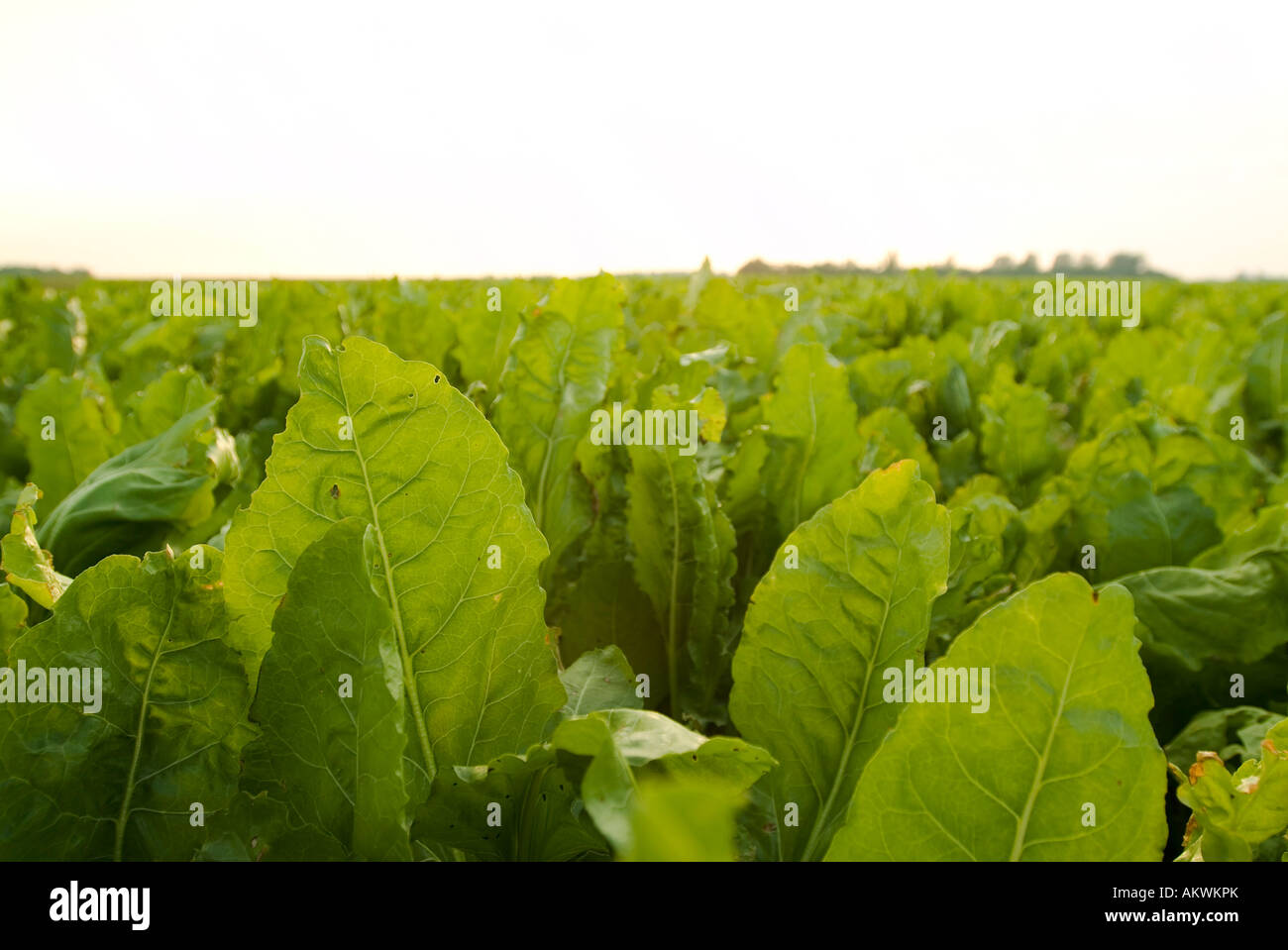 La barbabietola da zucchero campo nella Valle del Fiume Rosso del Minnesota Foto Stock