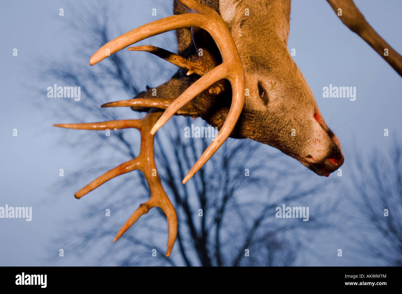 Dead culbianco cervi appesi in Pike County Illinois Foto Stock