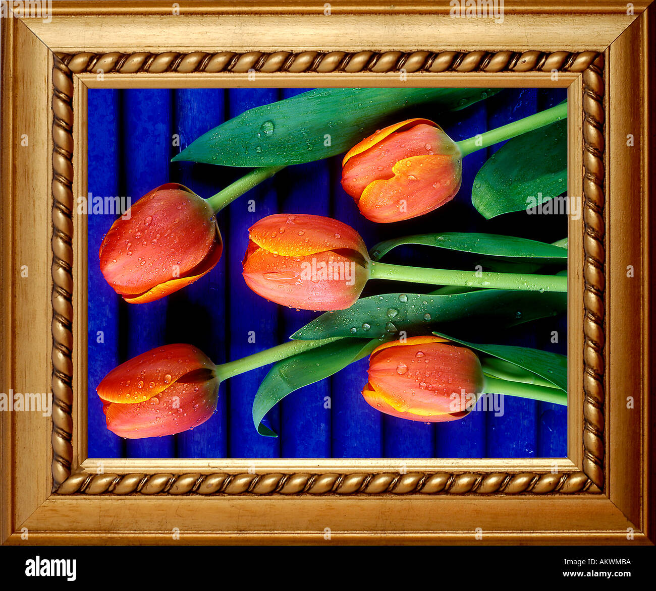 In legno originale cornice immagine oro verniciato testurizzato con gruppo di tulipani ancora il concetto di vita contro blu dipinta porta a doghe Foto Stock