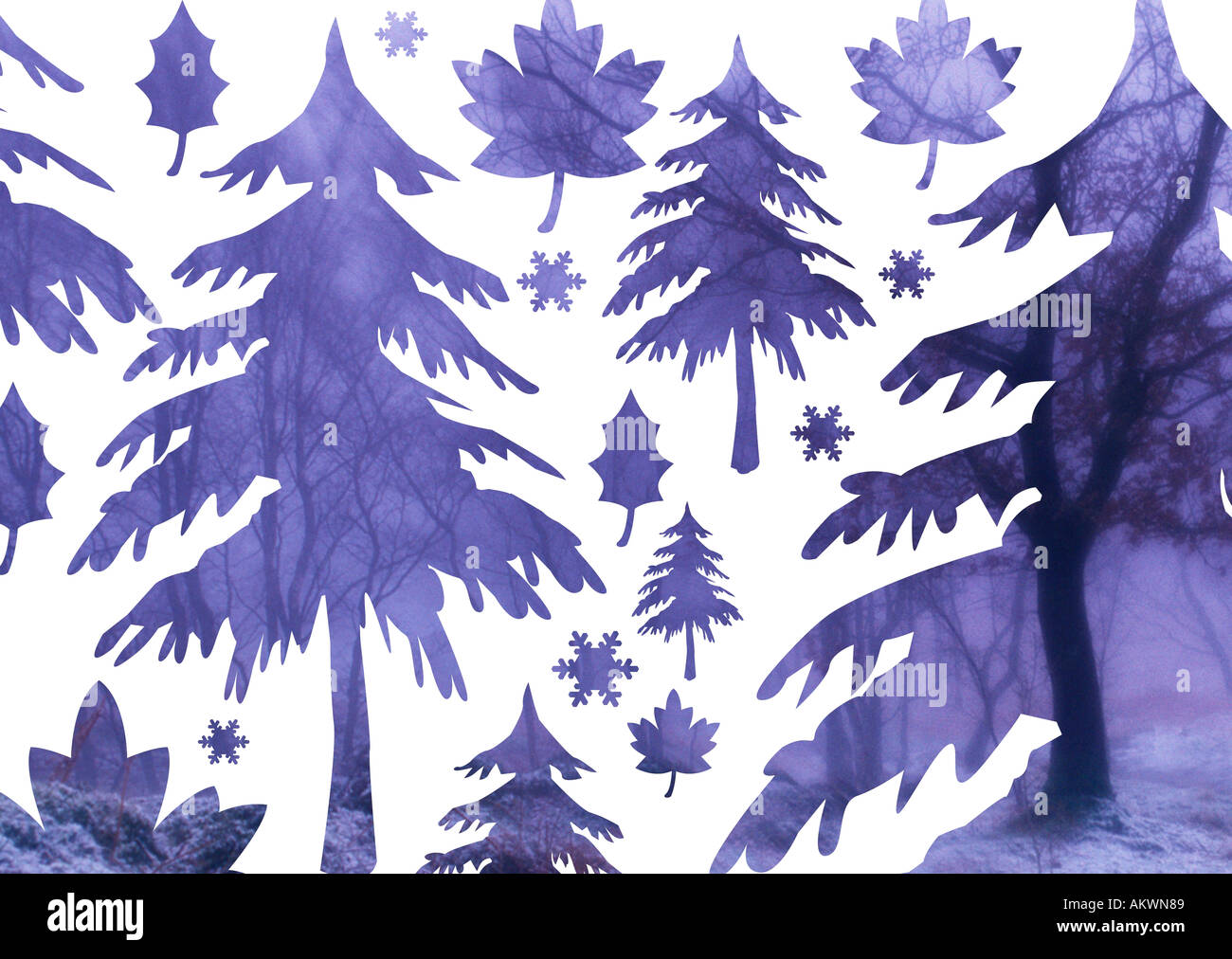 Illustrazione della foto che mostra il concetto di pino di esclusione di alberi di natale e foto su sfondo bianco Foto Stock