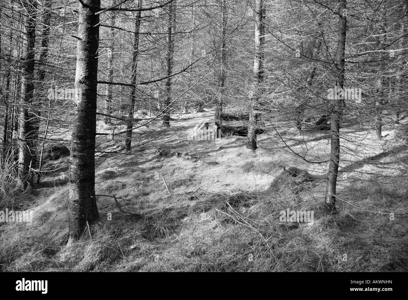 Un autunno di scena in Mono Tarn Hows 'Lake District National Park' Cumbria Regno Unito Foto Stock