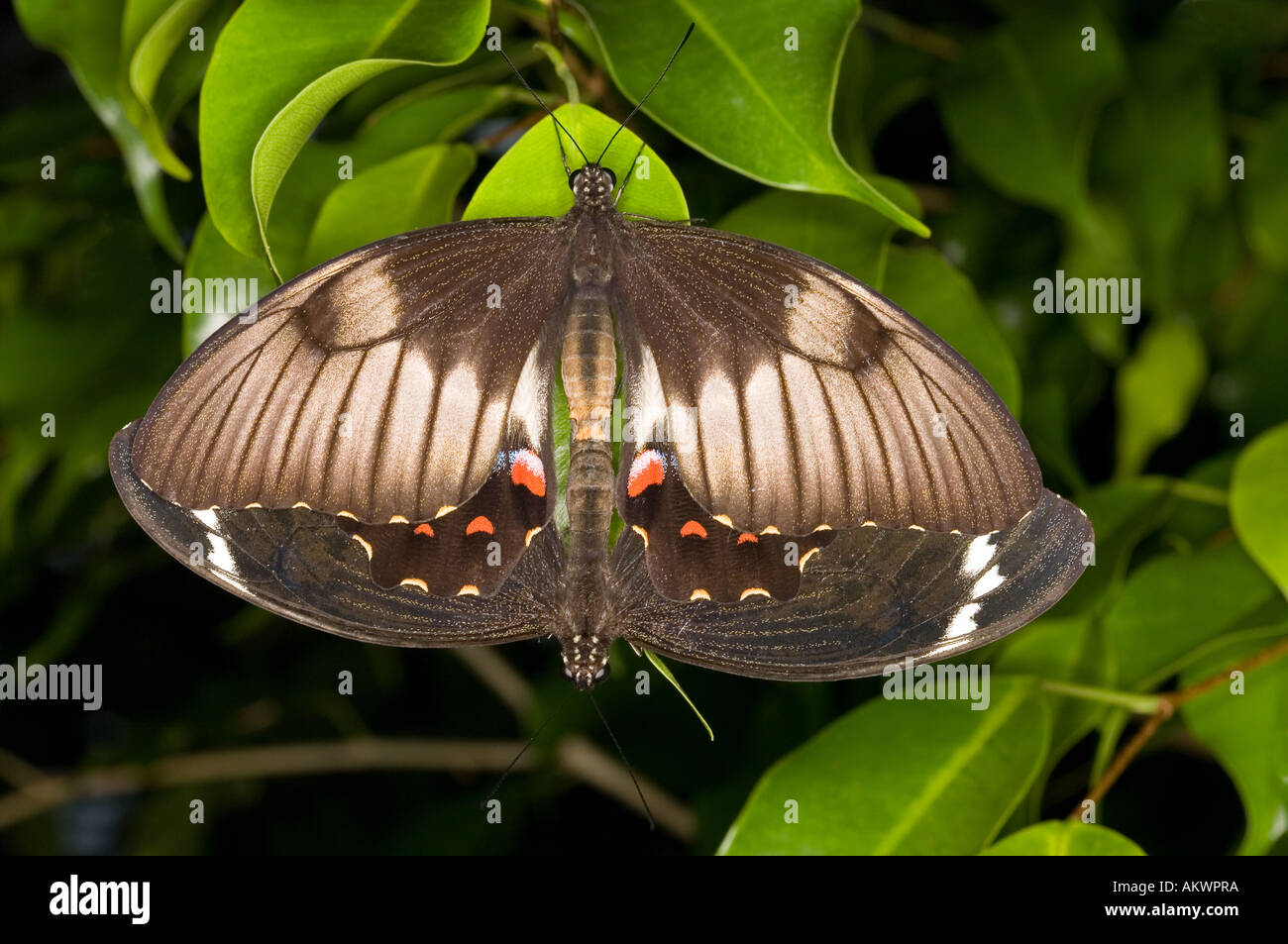 Una coppia di accoppiamento farfalle di Orchard, Papilio aegeus Foto Stock