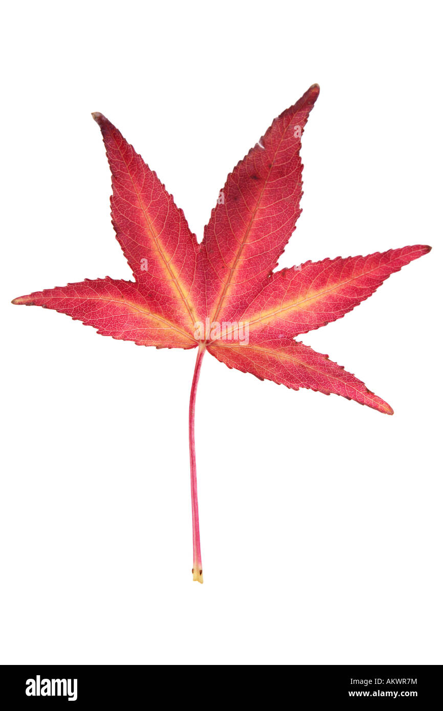 Caduta maple leaf ritagliata su sfondo bianco Foto Stock