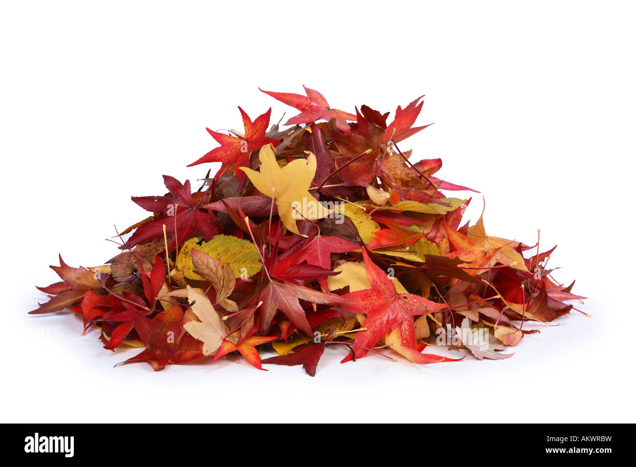 Mucchio di foglie tagliate su sfondo bianco Foto Stock