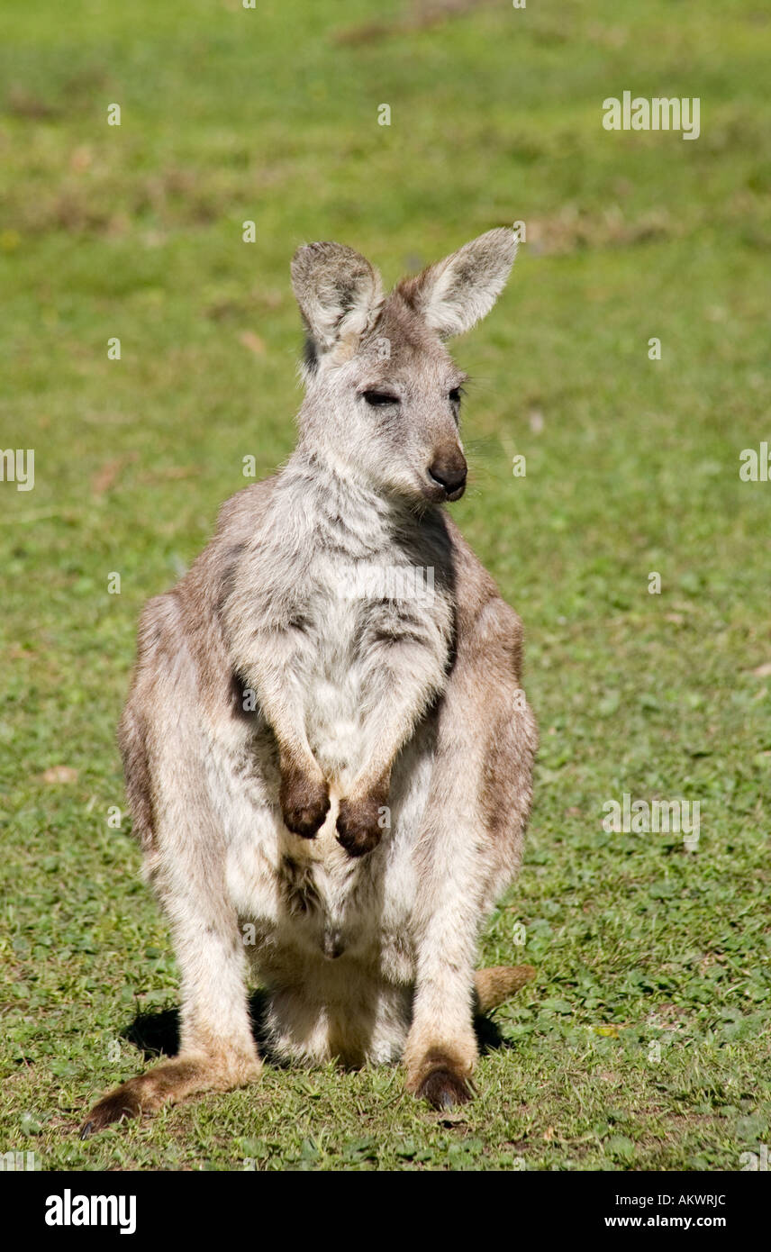 Un wallaroo orientale Foto Stock