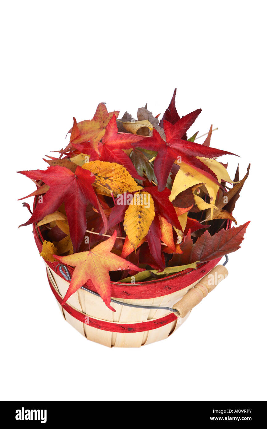 Cesto pieno di foglie tagliate su sfondo bianco Foto Stock