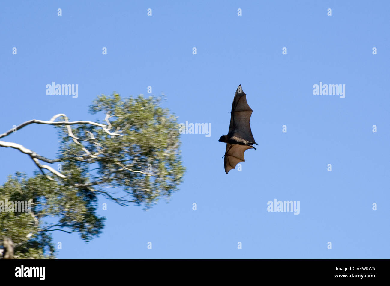 Testa Grigia Flying Fox, Pteropus poliocephalus. Endemico in Australia orientale e sono elencati come vulnerabili sulla Lista Rossa IUCN delle specie minacciate. Foto Stock