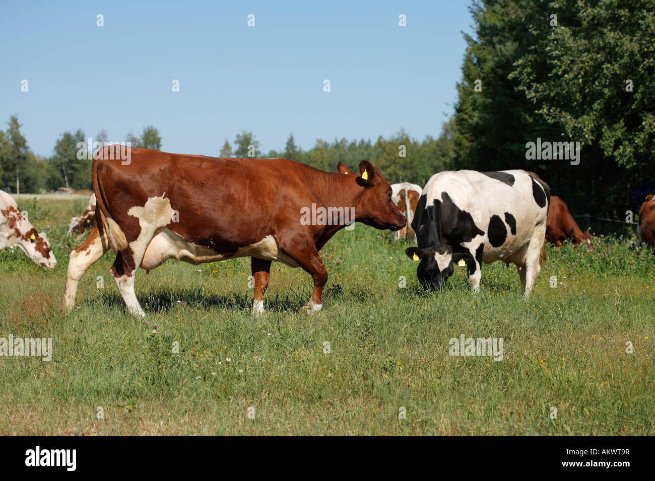 Vacche su un prato fotografato in Finlandia Foto Stock