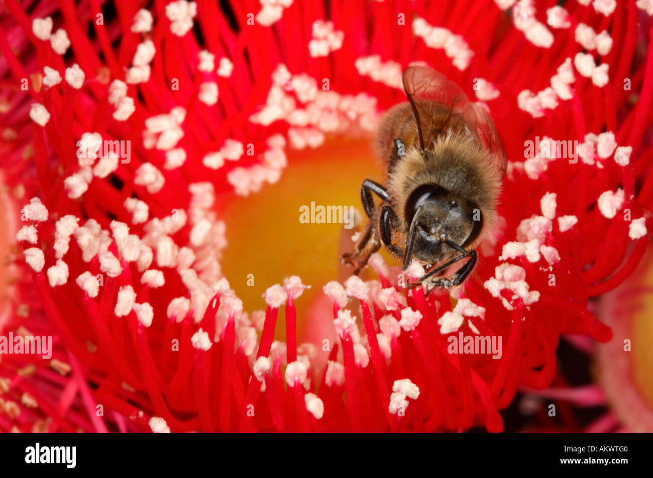 Un miele delle api per raccogliere il polline e il nettare da una gomma rossa fiore ad albero Foto Stock
