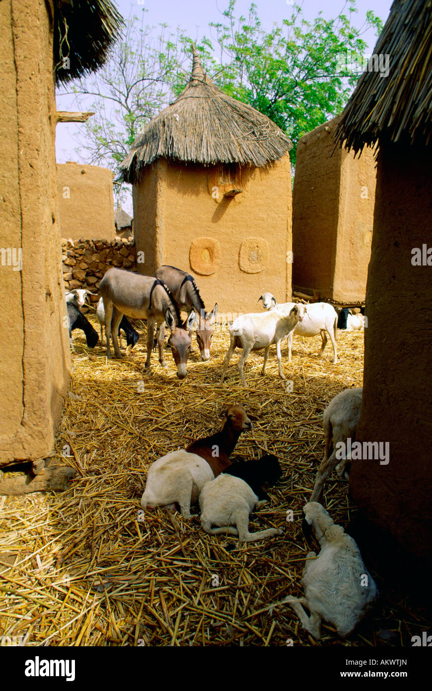 Capre e asini in un cortile nel villaggio Dogon del Mali Bendiele. Il fango che circondano gli edifici sono per lo stoccaggio di miglio Foto Stock