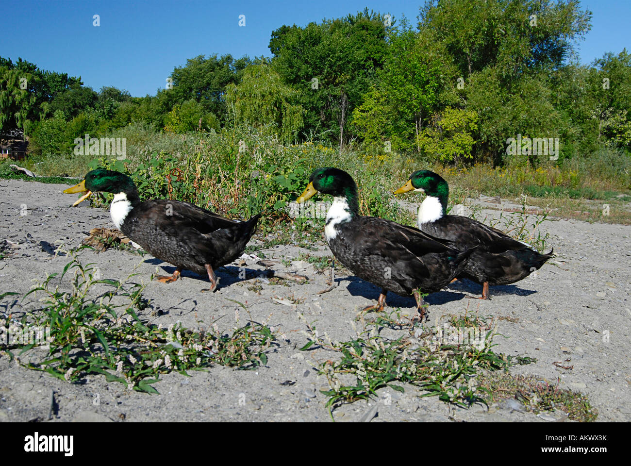 Canada anatre sulla riva del lago Ontario Foto Stock