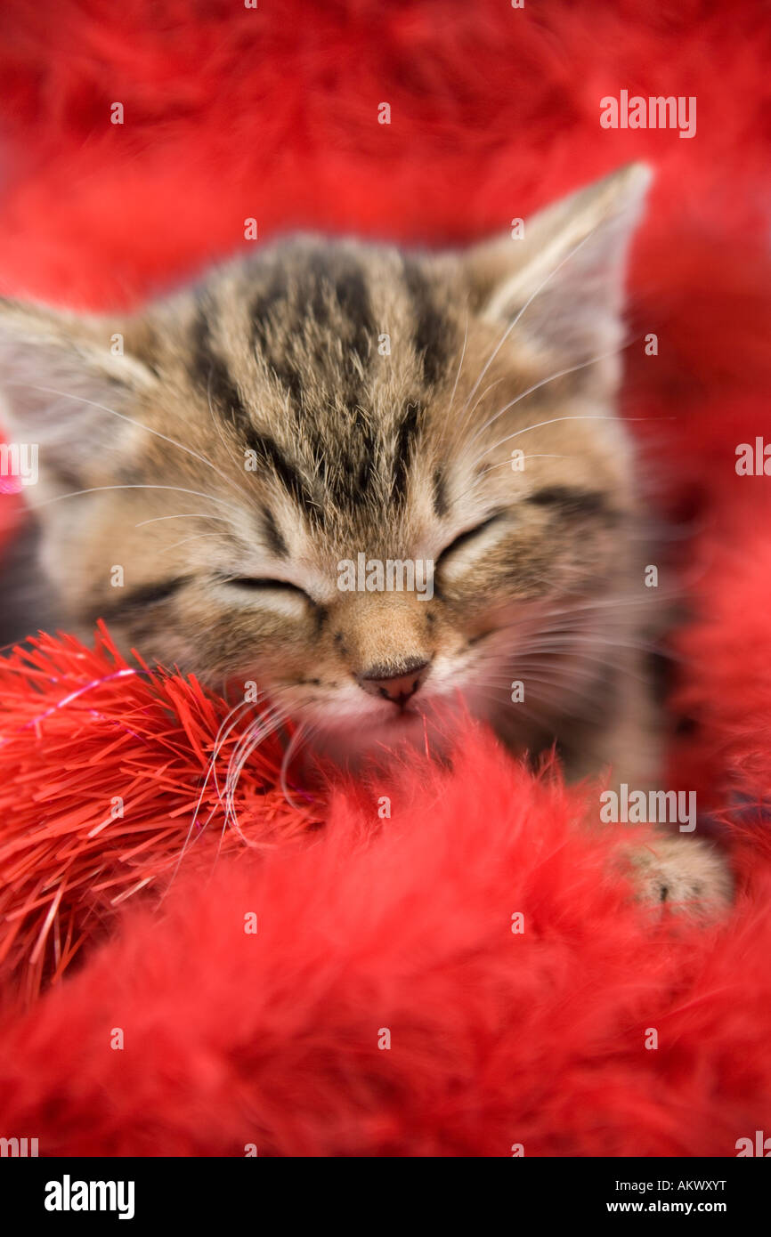 Tabby gattino addormentato Foto Stock