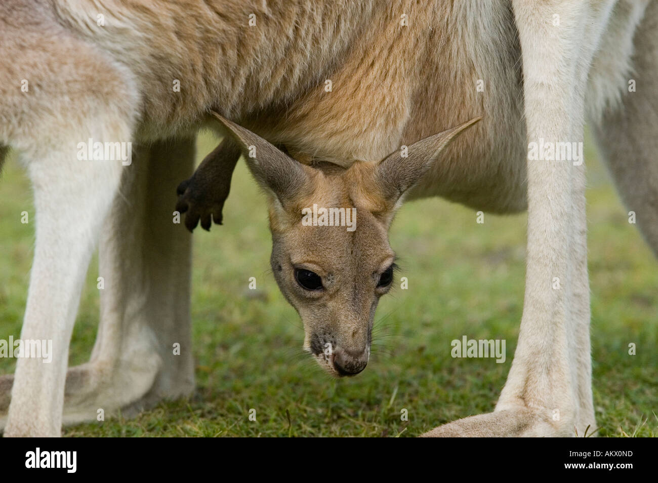 Kangaroo baby guardando al di fuori della sacca, Macropus rufus Foto Stock