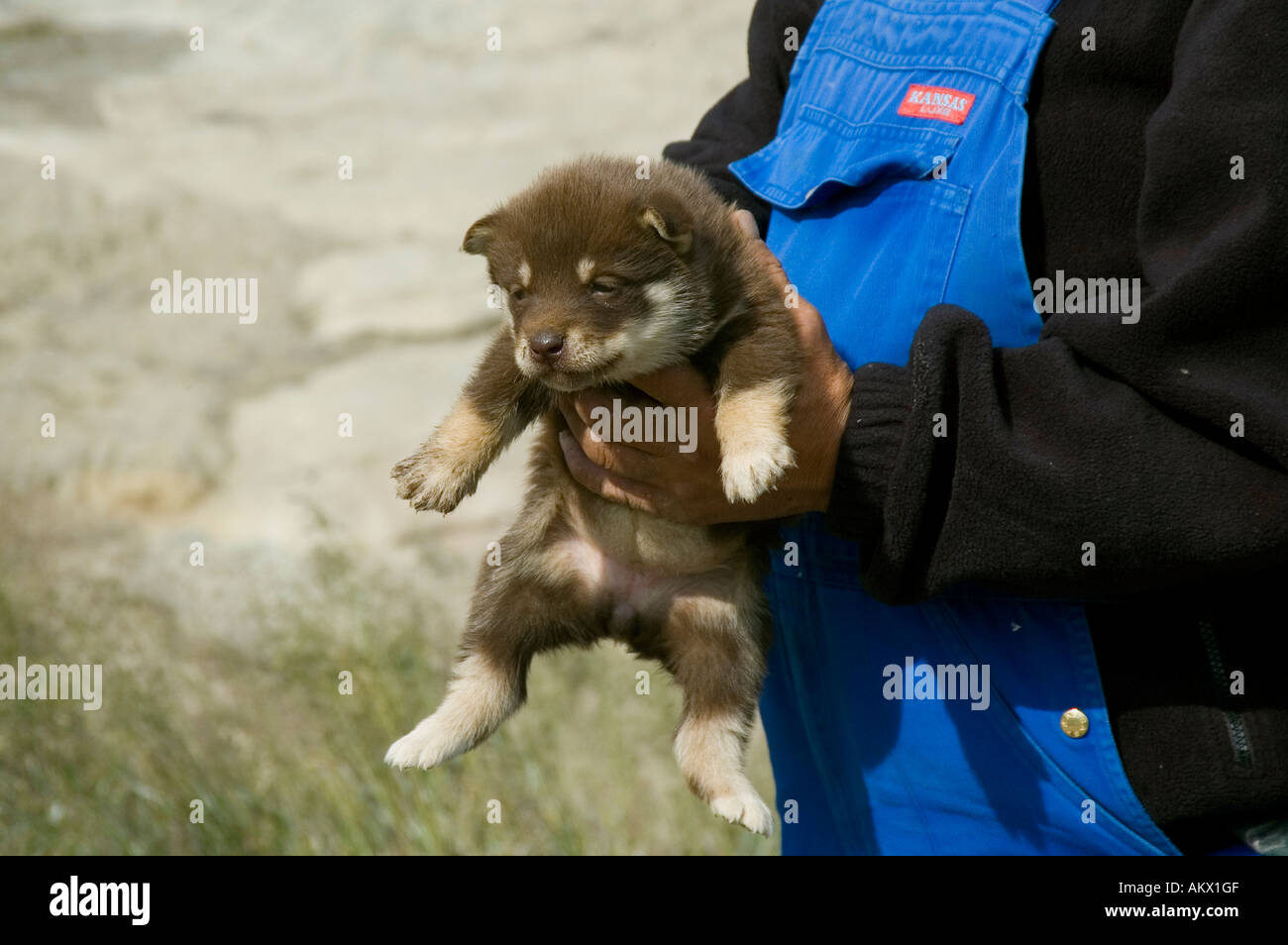 Cane allevatore è in possesso della Groenlandia cucciolo di cane nella sua mano, Ilulissat Foto Stock