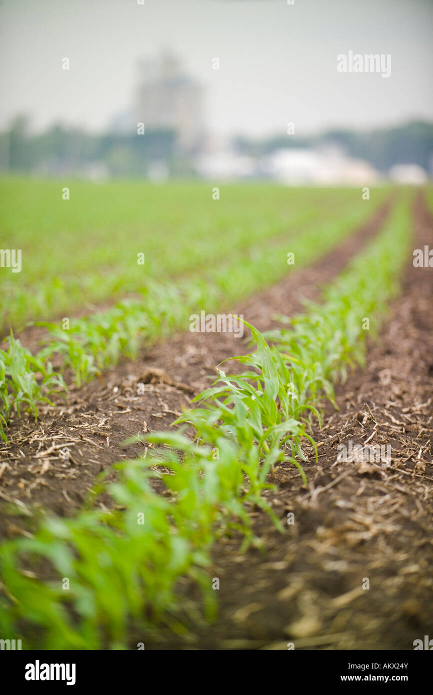 Giovani piante di mais emergenti in un'Illinois campo di fattoria Foto Stock