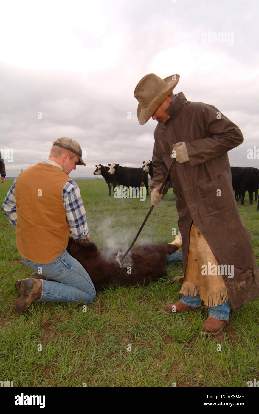 Bovini di Branding su registrazione Camp Ranch North Dakota Foto Stock