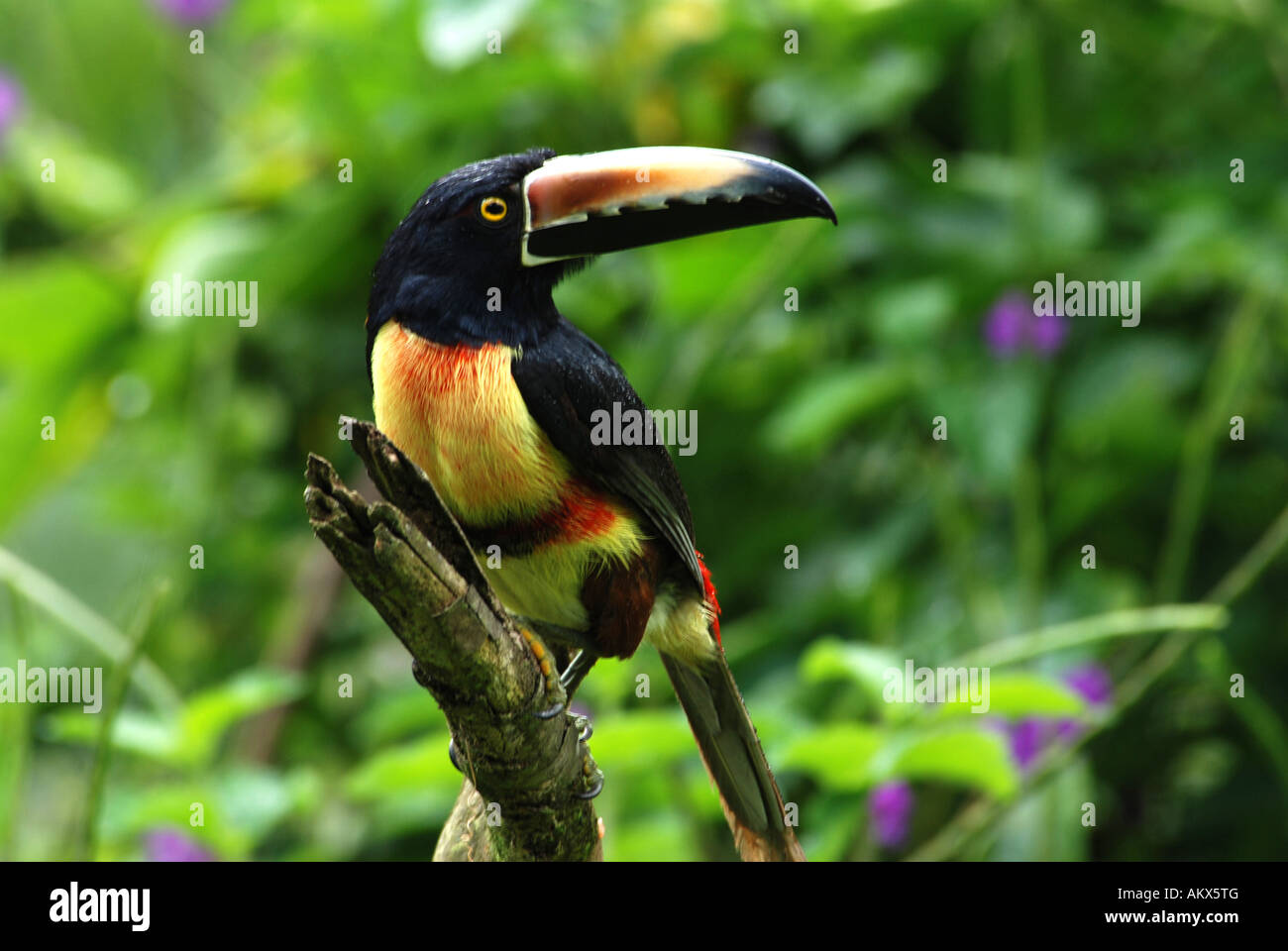 Collard Aracari Toucan Pteroglossus torquatus Costa Rica Foto Stock