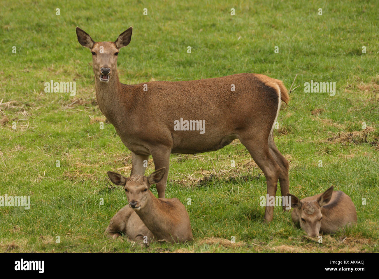 Cervi, Cervus elaphus, femmina, con due cerbiatti Foto Stock