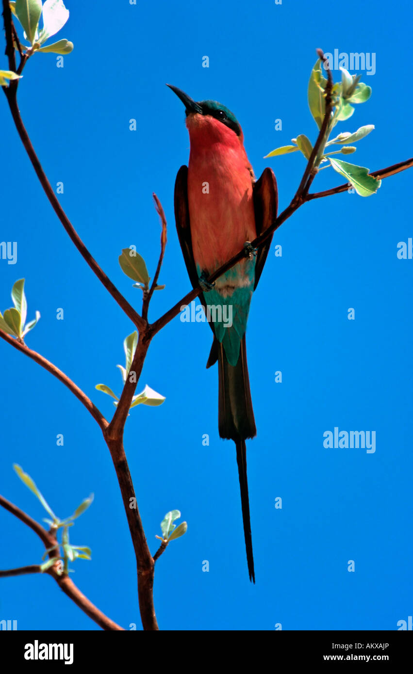 Southern Carmine Bee-Eater (Merops nubicoides) Foto Stock