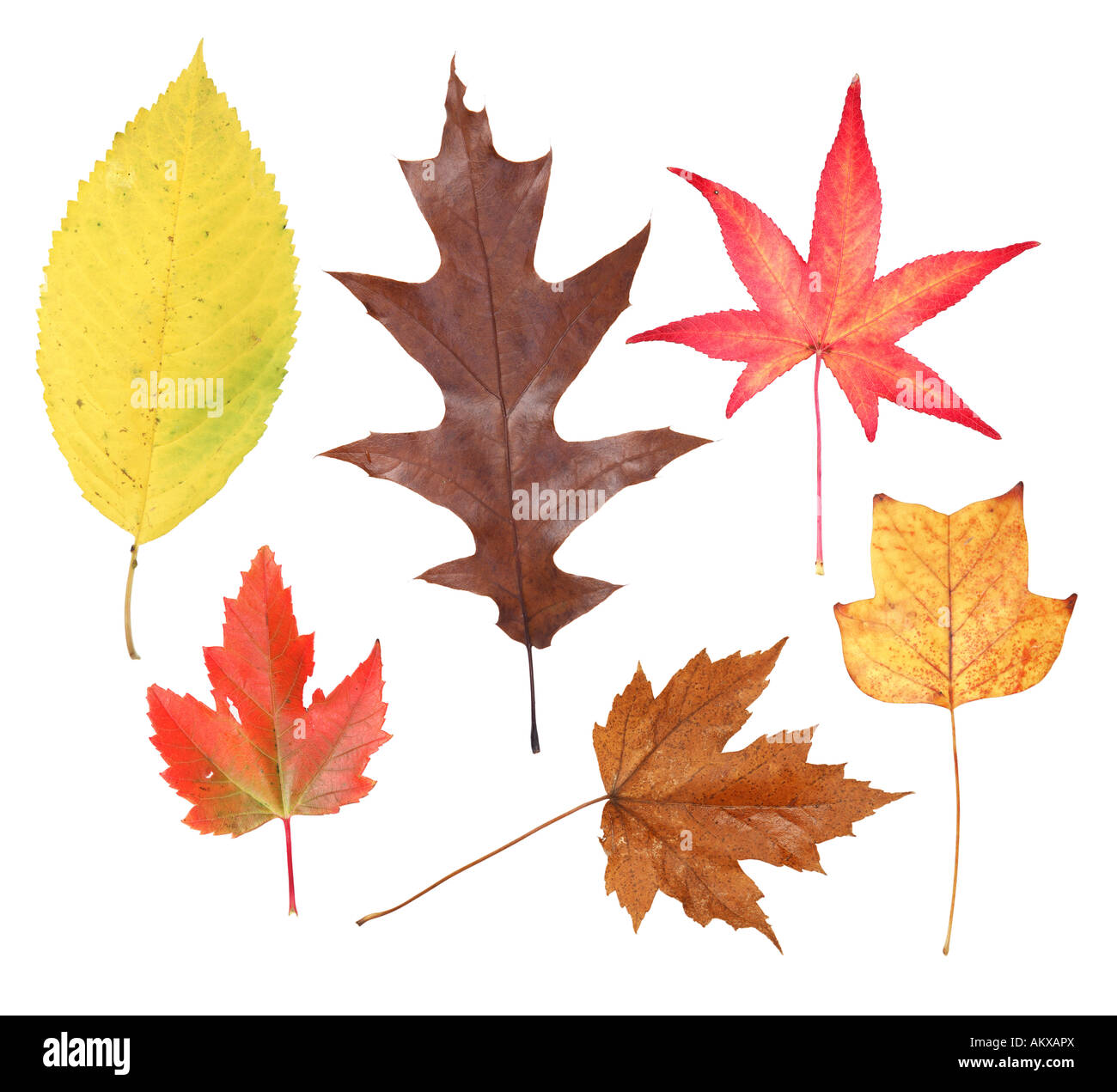 Varietà di caduta foglie taglio su sfondo bianco Foto Stock