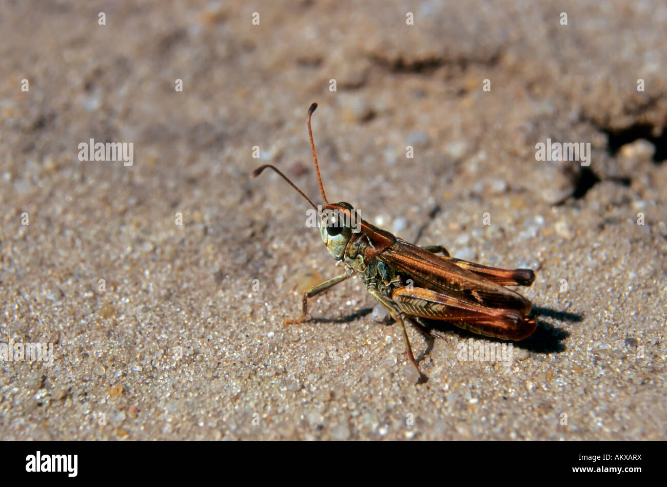 Chiazzato grasshopper (Myrmeleotettix maculatus), maschio Foto Stock