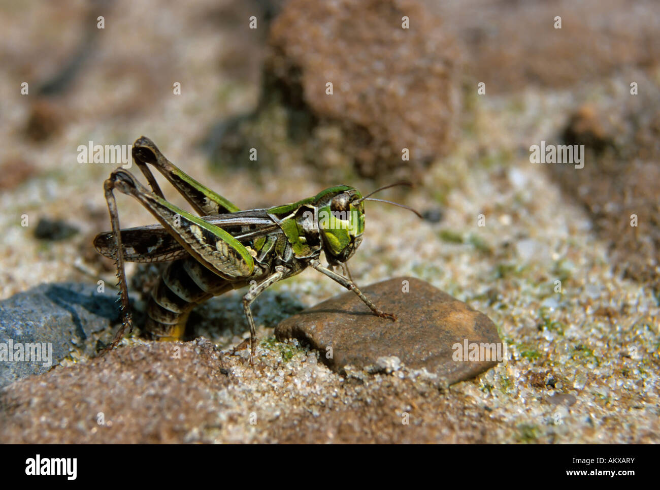 Chiazzato grasshopper (Myrmeleotettix maculatus), femmina la deposizione di uova Foto Stock