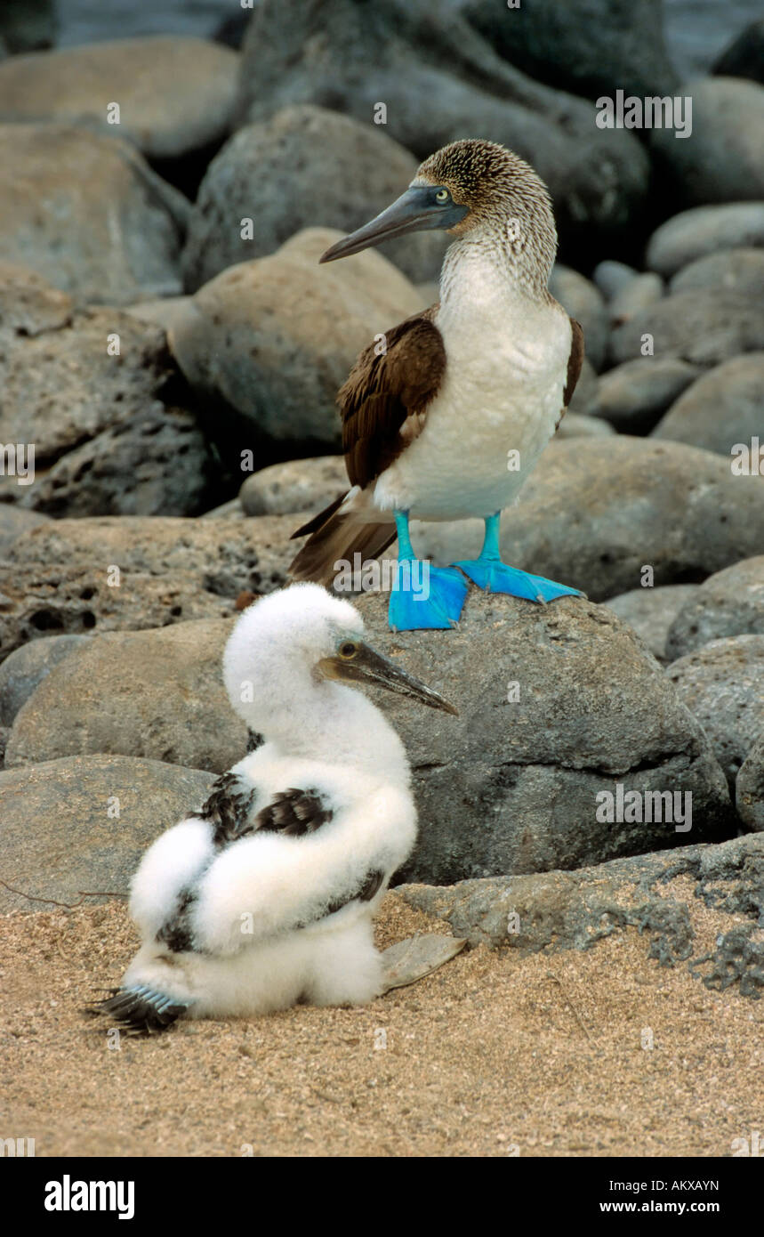 Blue footed booby (Sula nebouxii) uccello adulto con pulcino Foto Stock