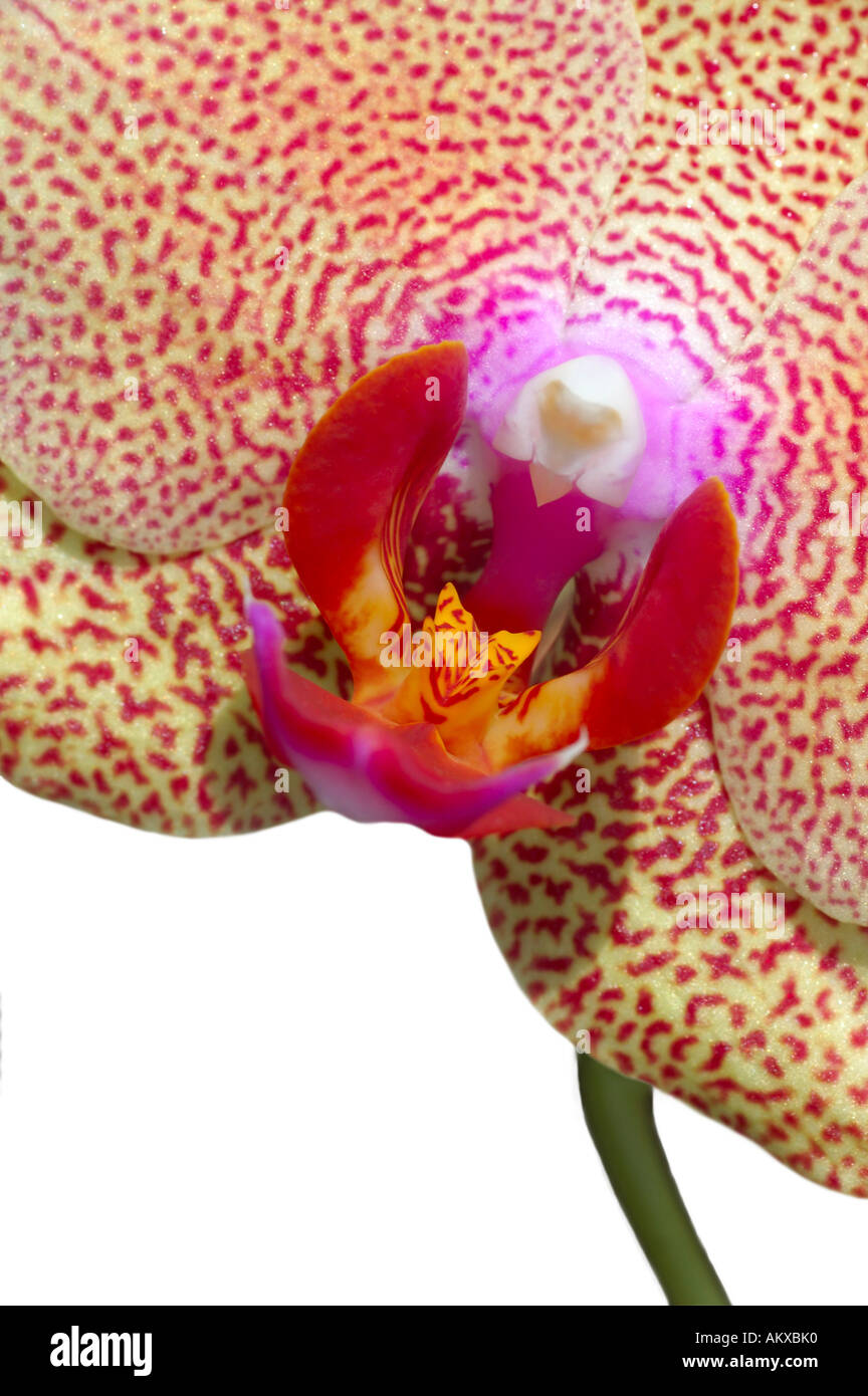 Phalaenopsis Orchid flower Foto Stock