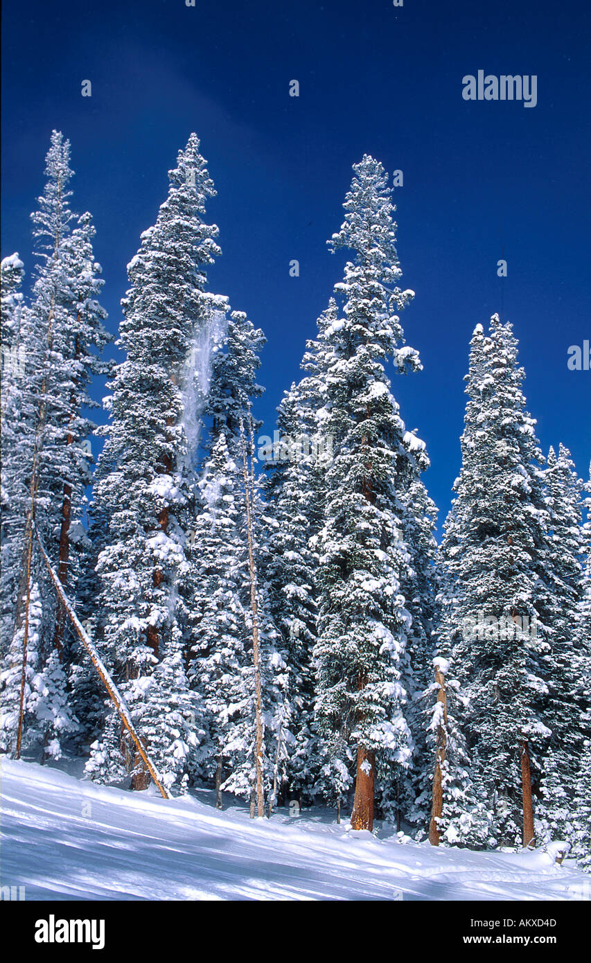 La caduta di neve su Ponderosa Pine Forest White River National Forest Colorado USA Foto Stock