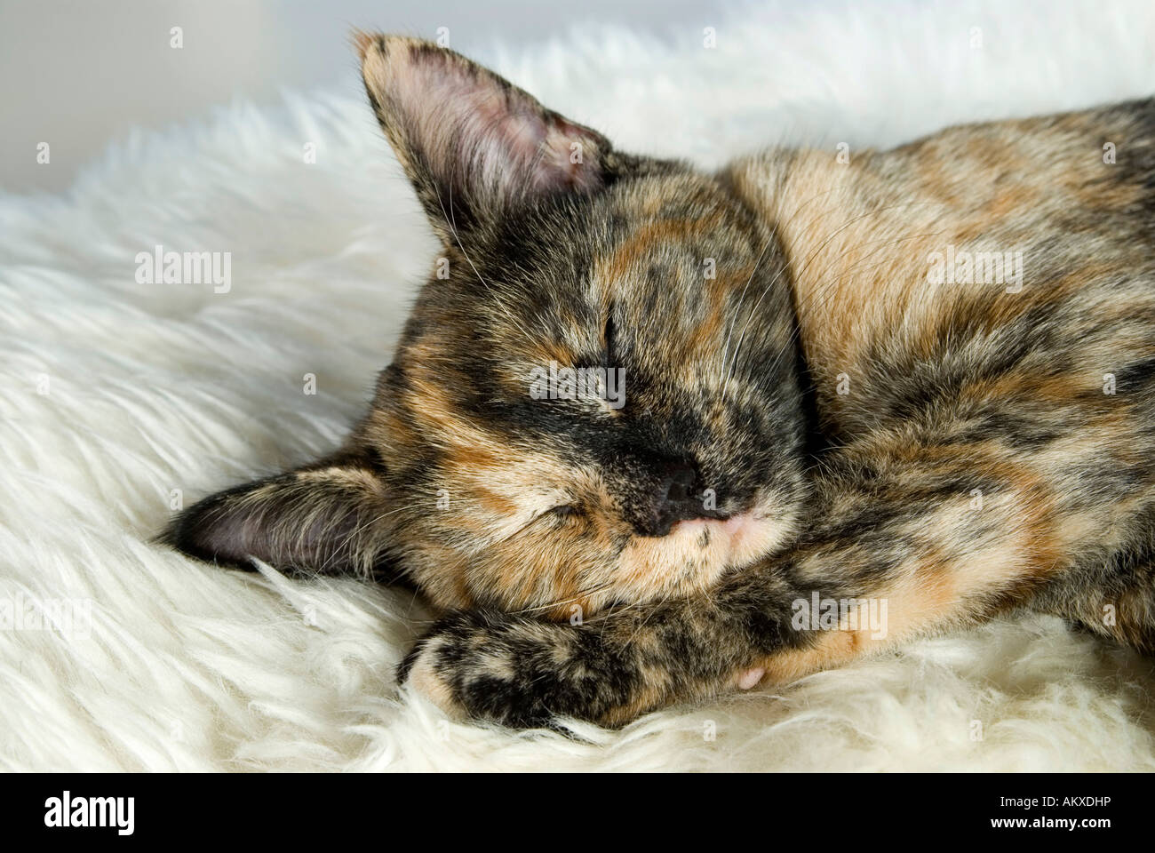 Gatto di sonno Foto Stock