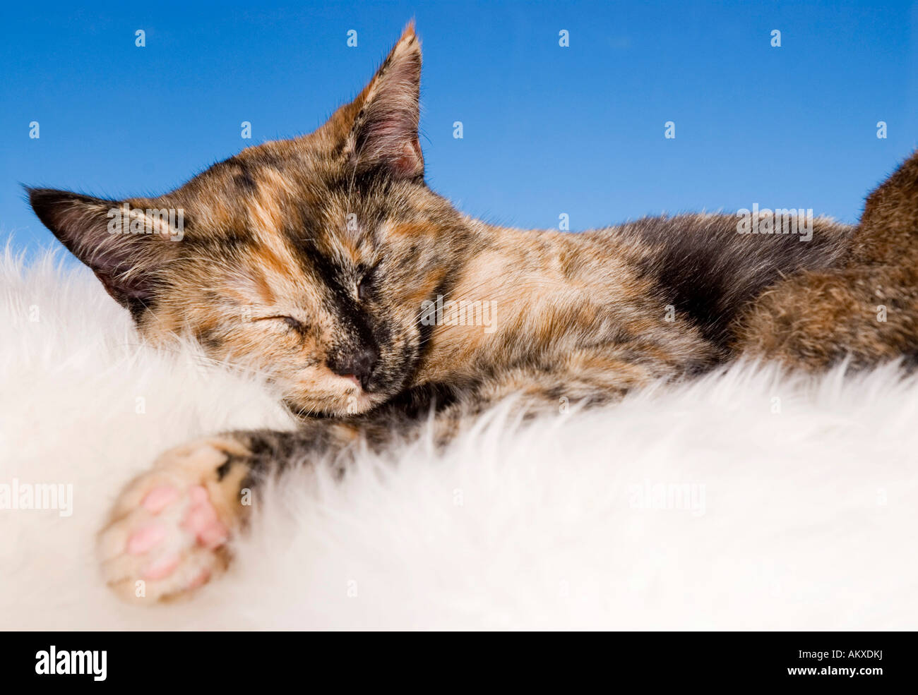 Gatto di sonno Foto Stock