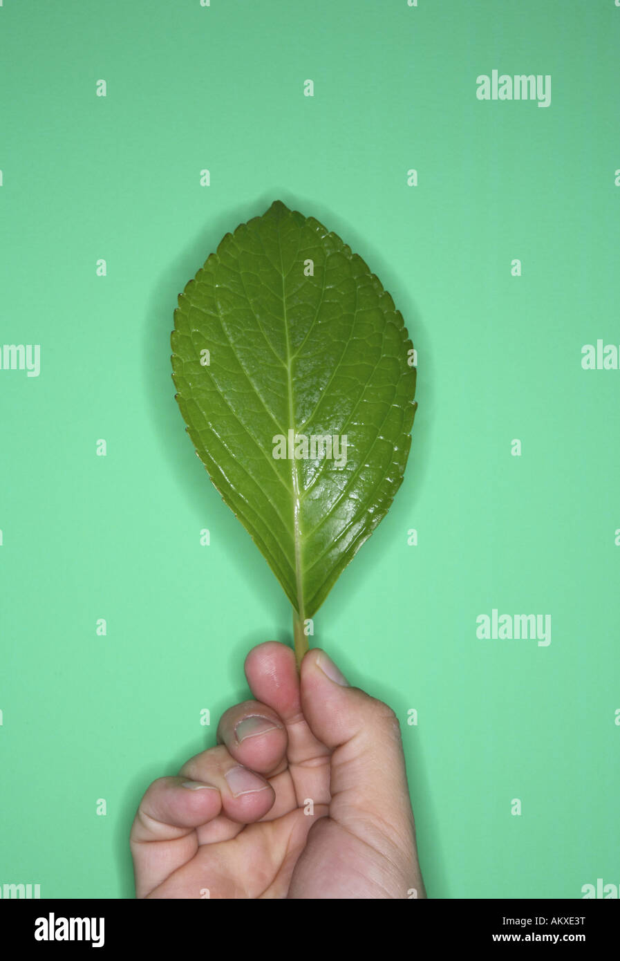 Mano azienda foglie su sfondo verde Foto Stock