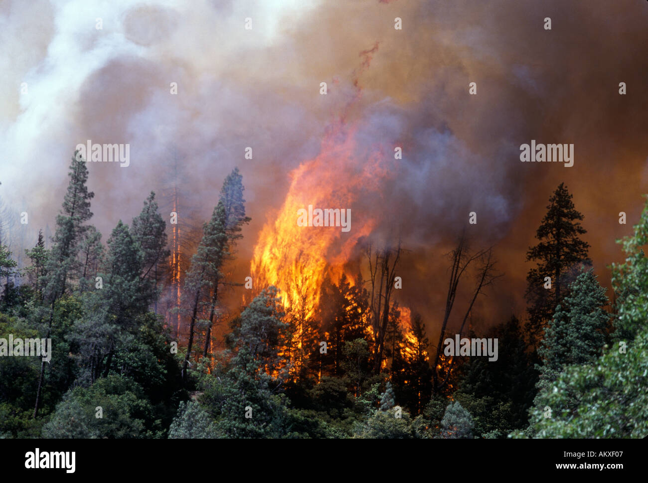 Grande fuoco brucia attraverso il bosco di conifere Foto Stock