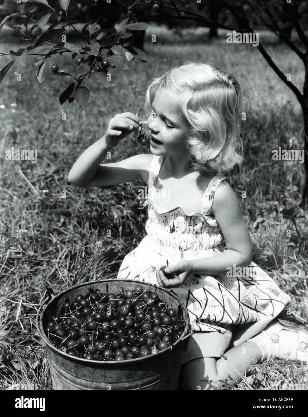 Ragazza giovane Mangiare le ciliegie dalla benna di raccolta in Orchard 1950 s Foto Stock