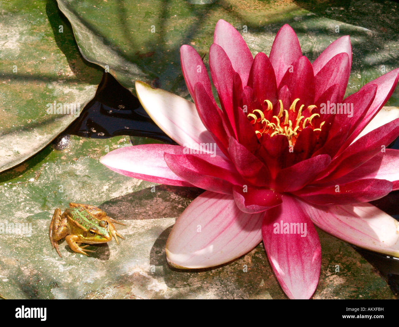Perez la rana (Rana perezi), acqua-lily blossom (Nymphaea) Foto Stock