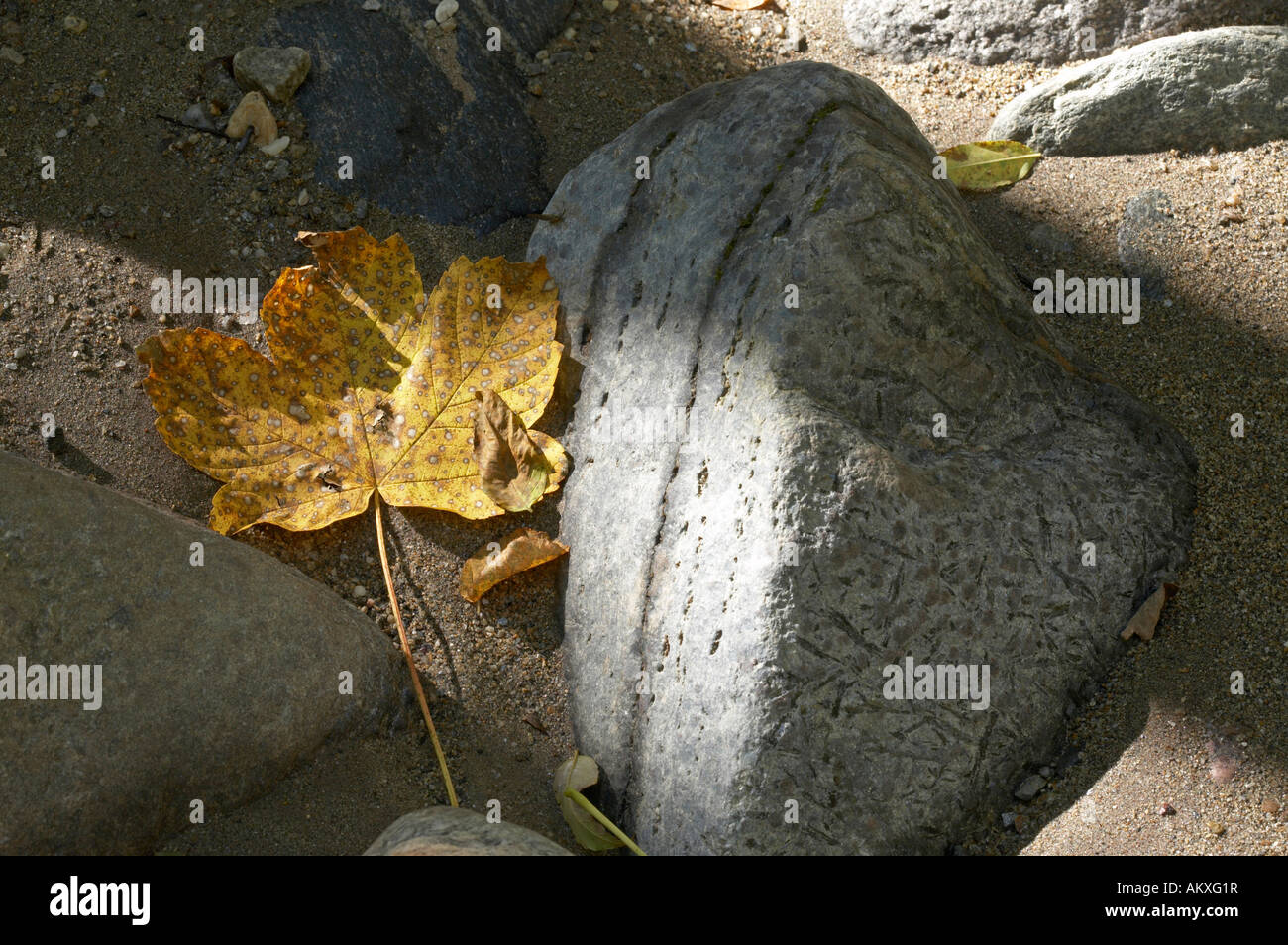 Foglie e pietre in autunno Foto Stock