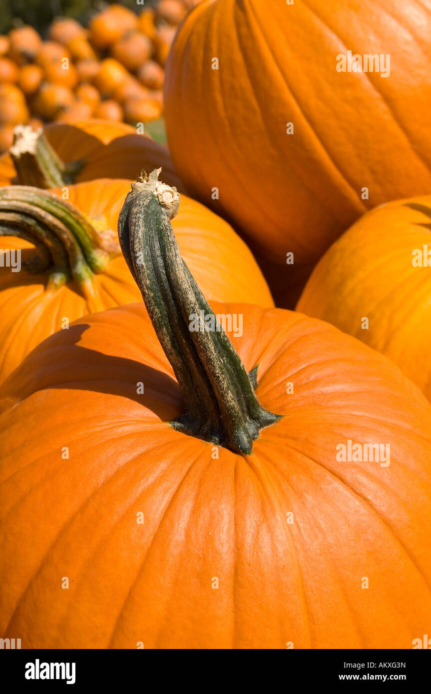 Close-up di zucca in autunno del giardino. Foto Stock