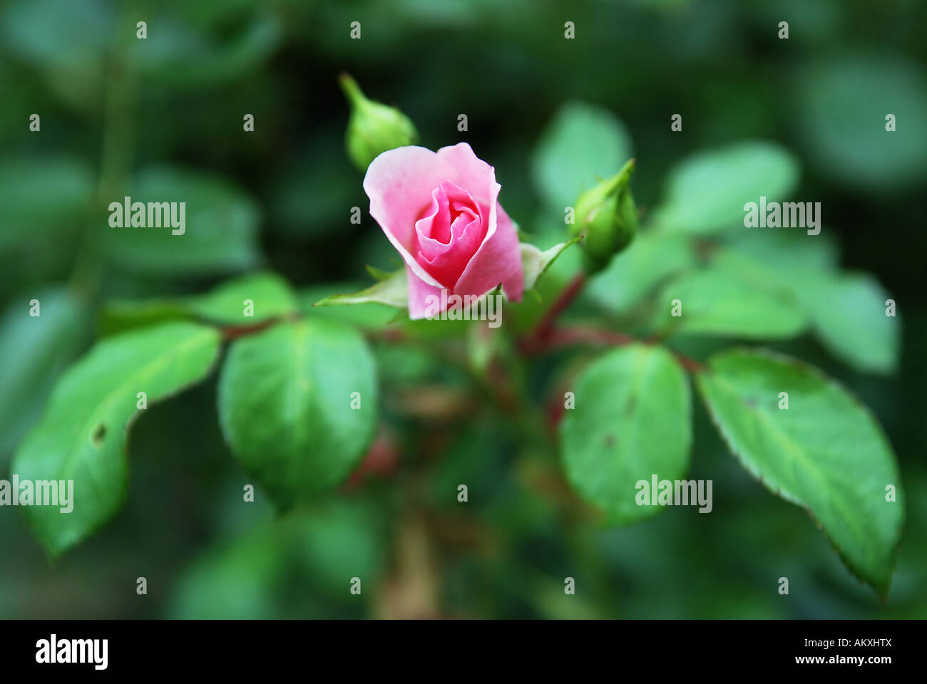 Apertura bocciolo di rosa rosa Foto Stock