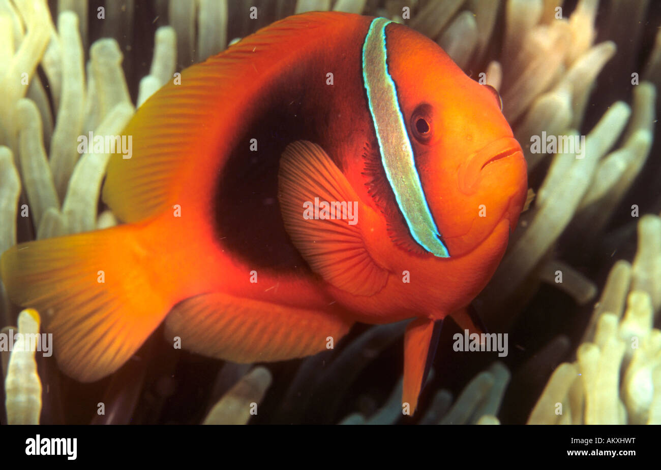 Anemone imbrigliato pesce o pomodoro, Anemonefish Amphiprion frenatus. Foto Stock
