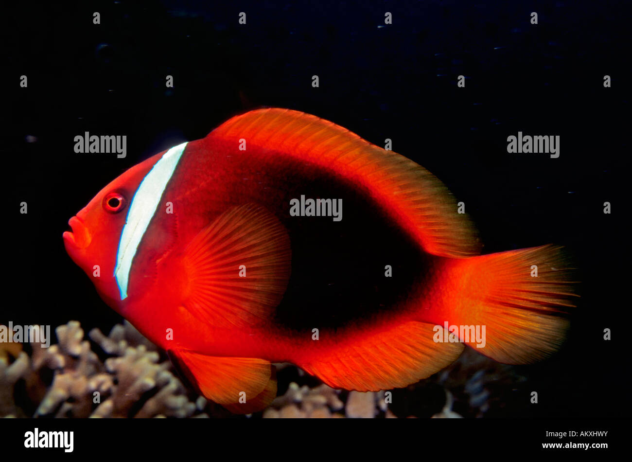 Anemone imbrigliato pesce o pomodoro, Anemonefish Amphiprion frenatus. Foto Stock