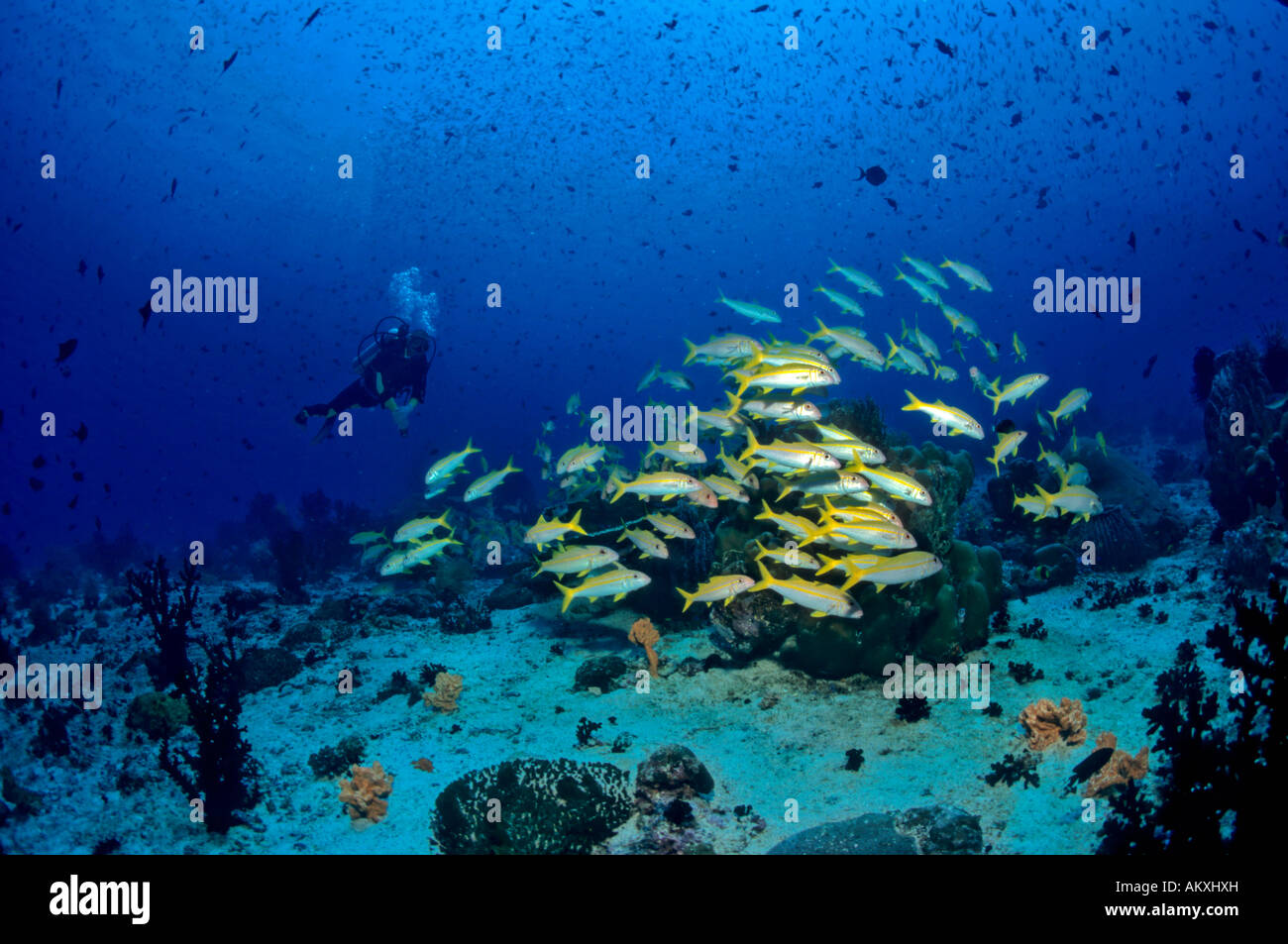 Sub nuota dietro un pesce shoal, BARBE MULLOIDICHTHS MARTINICUS, Asia, Filippine, mare di Sulu Foto Stock