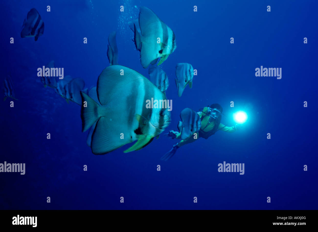 Sub nuota con longfin, batfish Platax teira. Foto Stock