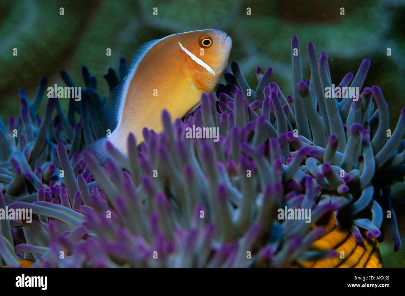 Bianco-maned anemonefish o rosa, anemonefish Amphiprion perideraion. Foto Stock