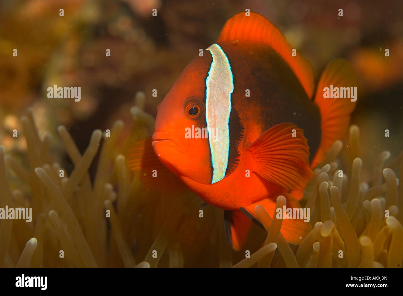 Imbrigliati pesci anemone, Amphiprion frenatus. Foto Stock