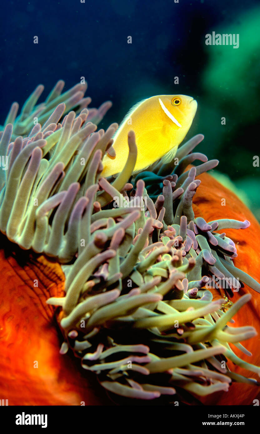 Orange skunk clownfish A. SANDARACINOS Foto Stock