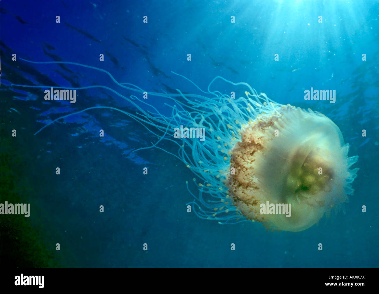Uovo fritto meduse, Cotylorhiza tuberculata, Filippine Foto Stock