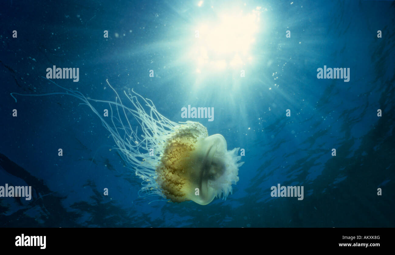 Uovo fritto meduse, Cotylorhiza tuberculata, Filippine Foto Stock