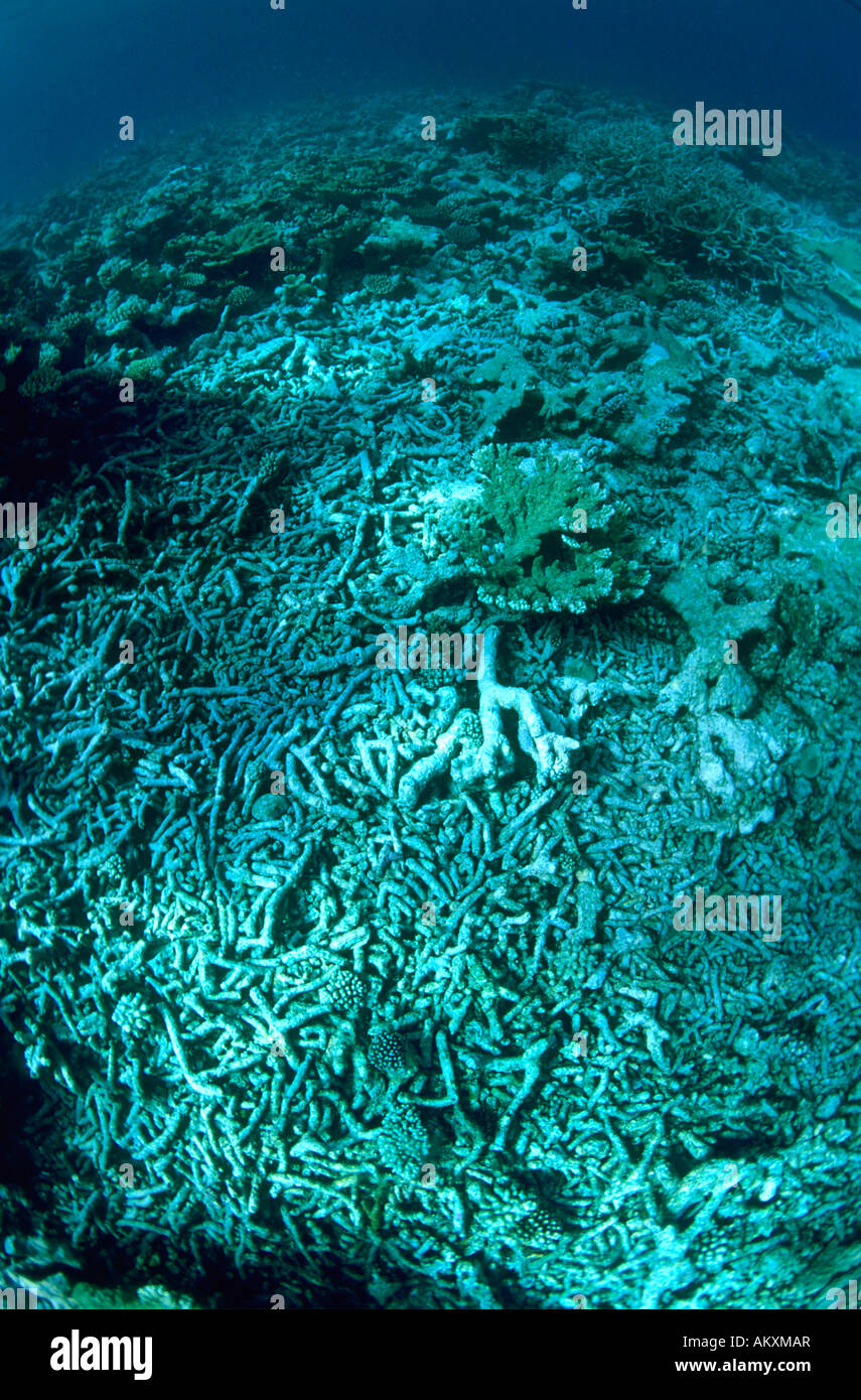 Coralli morti. Per alta temperatura acqua in Australia. Foto Stock